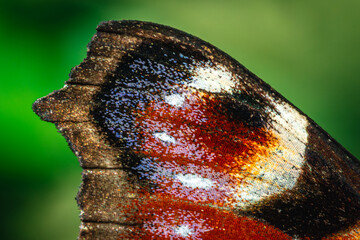 Motyl pawik (Aglais io) na fioletowym kwiecie astrów w ujęciu makro. / Peacock butterfly (Aglais io) on a purple aster flower in macro close-up. © Mikoaj
