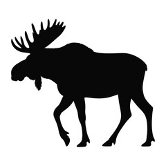 Silhouette of a majestic bull moose with large antlers walking