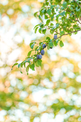 Blue fruits hang from a branch in a lush garden with blurred background colors at sunset