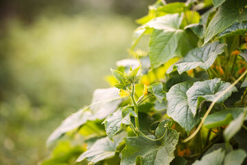 Green cucumber leaves grow in a sunny garden, showcasing healthy plant life in summer