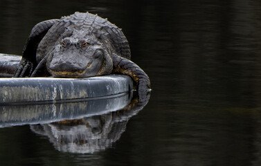 Alligator lying on a water fountain platform