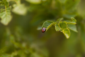 Close-up view of a striped beetle on a green leaf during daytime in a natural setting