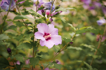 Vibrant purple flowers bloom alongside lush green foliage in a sunny garden in late spring