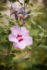 Beautiful hibiscus bloom in a serene garden setting during springtime