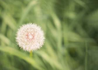 Dandelion blooms in a sunny field surrounded by lush green grass during springtime in the countryside