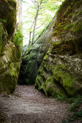 Narrow canyon with green moss and sunlight filtering through trees in a serene natural setting