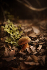 Mushroom emerging from the forest floor among fallen leaves and small plants in a serene woodland setting