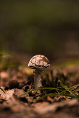 Unique mushroom growing on forest floor amid fallen leaves and grass in a serene woodland setting