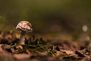 Beautifully detailed mushroom growing in a forest during autumn amidst fallen leaves and green grass