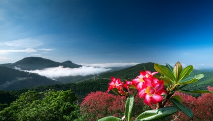 bunga kamboja jepang atau bunga adenium with copy space image place for adding text or design