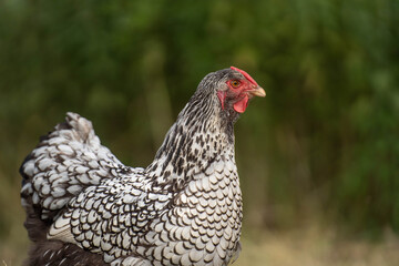 Silver laced Wyandotte chicken portrait
