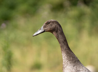 Grey ndian runner ducks outside on the field