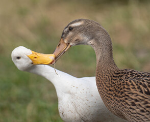 Two indian runner ducks arguing