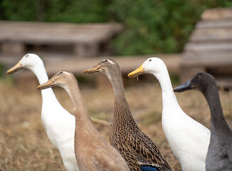 Indian runner ducks looking up to spot predators