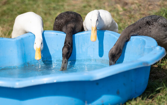 Black and white indian runner ducks drinking water together