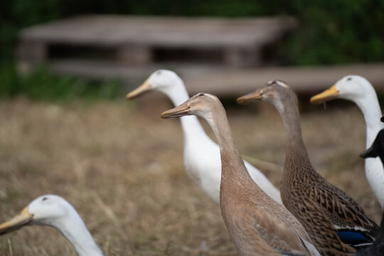 Indian runner ducks looking up to spot predators