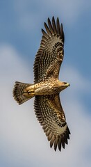 Bird of Prey in Flight.