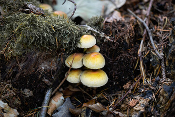 muchomor żółty © NitroB