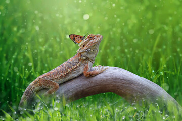 iguanas are sunbathing in the morning