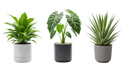 Trio of Serene Green: A harmonious assortment of potted plants, each radiating freshness and vitality, poised against a minimalist canvas, exuding tranquility and natural elegance.