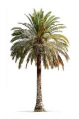 Isolated palm tree against white background