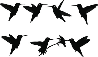 Hummingbird silhouette vector collection, flying bird illustration, flower feeding design, black wildlife clipart, nature artwork, animal graphic, decorative art