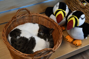 GATTO IN UN NEGOZIO DI SOUVENIR AD Akureyri