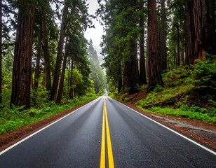 Obraz premium Redwood forest road