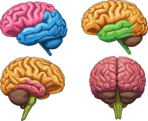 Detailed Human Brain Anatomy Illustration Set, Showing Various Views and Color-Coded Lobes for Education, Neurology, Psychology, and Medical Study