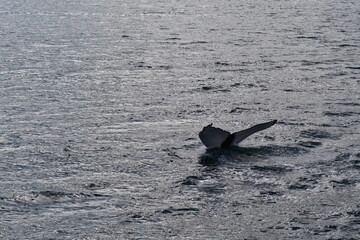 Fototapeta premium Hauganes: Osservazione delle balene in Islanda del Nord