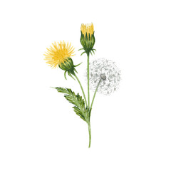 Dandelion individual item. Floral element