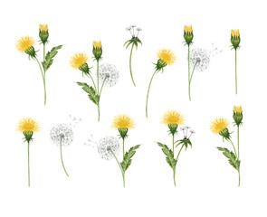 Hand drawn dandelions illustration set. Individual png elements