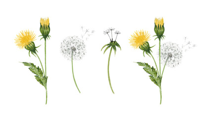 Hand drawn dandelions illustration set. Individual png elements