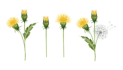 Hand drawn dandelions illustration set. Individual png elements