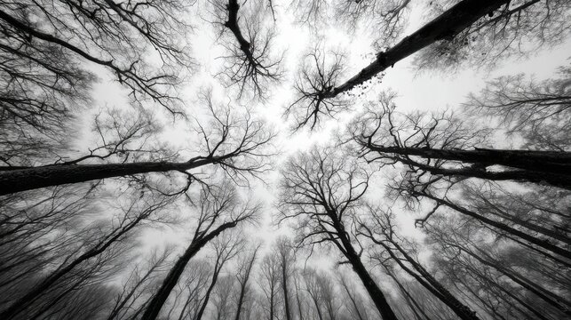 Tall gnarled trees stretch high above their branches intertwining against a gray sky. This somber landscape captures the stark beauty of winters hold on the forest.