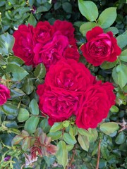 bunch of red roses