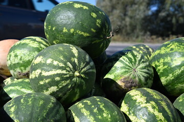 Ripe watermelons at the market during harvest time. Nature's autumn bounty, a symbol of agriculture, organic living, and fresh food.