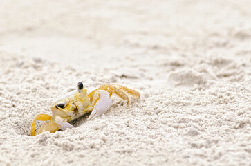 Yellow crab removing sand from the eye