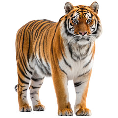Obraz premium Powerful tiger png strong tiger png wild tiger png big cat png dangerous tiger png jungle tiger png transparent background image