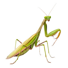 Praying mantis png mantis insect png green mantis png bug insect png garden insect png praying insect png transparent background image