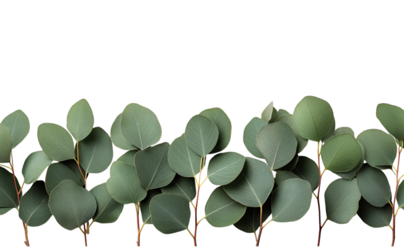 Row of Eucalyptus Stems with Leaves isolated on a transparent background