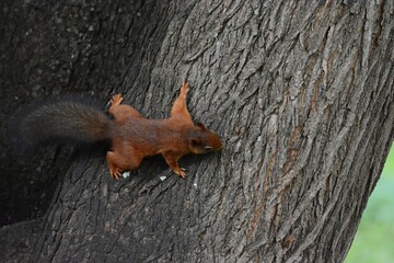 squirrel on tree
