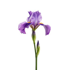 Purple iris flower in abstract smoke design png iris bloom png purple iris png flower art png smoke flower png floral design png transparent background image