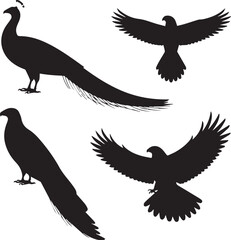 set of Peacock, Parrot, Eagle, Hawk silhouette vector on white background