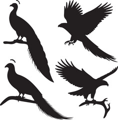 set of Peacock, Parrot, Eagle, Hawk silhouette vector on white background