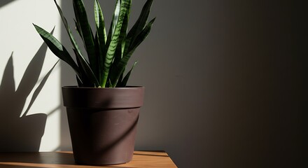 Sun-Dappled Snake Plant - Minimalist Indoor Still Life with Dramatic Shadow.