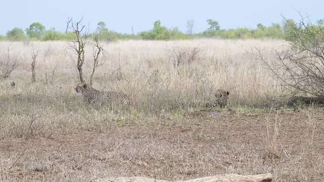 Afrikanische Tiere Gepard - Geparde im Busch vom Kr&uuml;ger National Park - Kruger Nationalpark S&uuml;dafrika