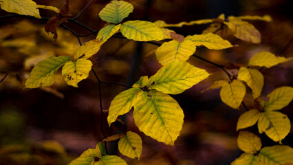 Colorful autumn forest with fallen leaves and golden trees