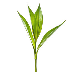 Obraz premium Vibrant green sprout with elongated, pointed leaves emerging from a slender stem against a stark black background