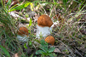 Cluster of aspen mushroom, growing among lush green grass and dry leaves on the forest floor symbolizes autumn foraging, natural growth, and the harvesting of fresh edible mushrooms
